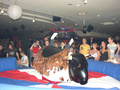 Akce 2008